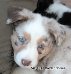 Red merle tricolour Female, medium coat, border collie puppy
